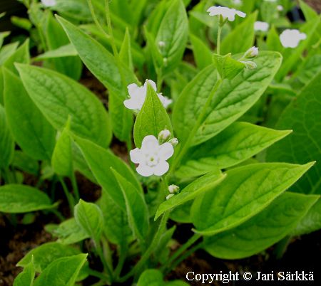  Omphalodes verna 'Alba'  kevätkaihonkukka 